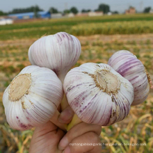 Fresh White Garlic 6.0cm